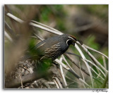 California Quail