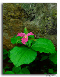 Trillium