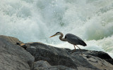 Great Blue Heron @ Great Falls