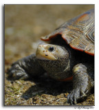 Terrapin