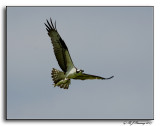 Ospreys with Dinner