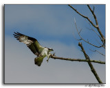 Ospreys Landing with Dinner