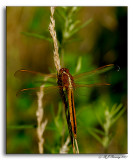 Golden-winged Skimmer - Libellula auripennis