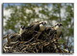 The Welcoming Committee, Osprey Fledgelings,