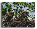 Ospreys Fledgelings