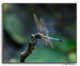 Blue Dasher - Pachydiplax longipennis