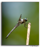 Great Blue Skimmer - Libellula vibrans