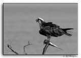 An Ambient Achromatic Osprey