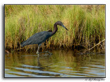 Little Blue Heron