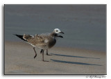 Gull Parade