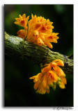 Dendrobium topaziacum