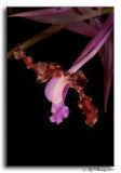 Laelia (Schomburgkia) splendida