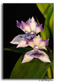 Zygonisia Cynosure Blue Birds