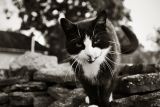 black cat