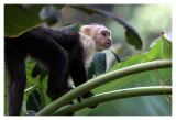 capuchin