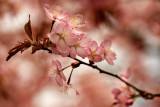 prunus