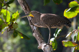 gold throat heron