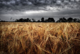 field