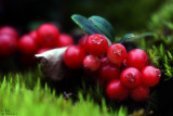 lingonberry