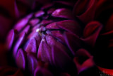 red dahlia