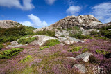 heather and rocks