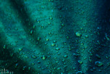 droplets