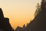 golden silhouettes