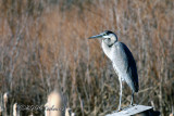 Blue Heron