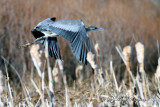 Blue Heron flight (w/sound)