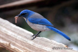 Scrub Jays lunch