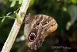 Mournful Owl (Caligo eurilochus)