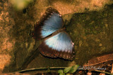 Common Morpho (Morpho peleidis) Morphidae