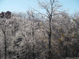 Ice on the tress