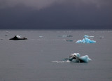 Yakutat Bay