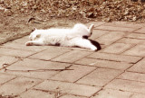 Cat on a Hot Stone Patio