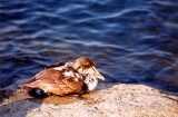 Im guessing a bird of some sort...
