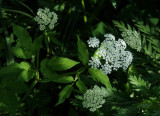 Lacey