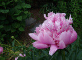 Pink Peony