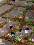 The pansy path