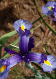 Purple Iris