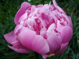 Pink Peony