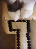 Paws