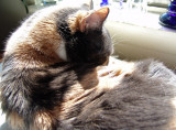 sun spot