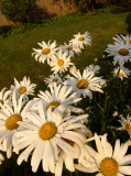 shasta daisies