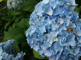 hydrangea