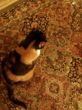 catmouflage