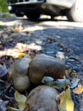 hmm. mushrooms.