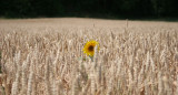 Sunflowers (Villigen)