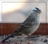 White - Crowned Sparrow.