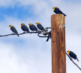 Seven Yellow-Headed Blackbirds